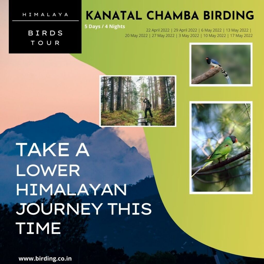 chamba-birding1