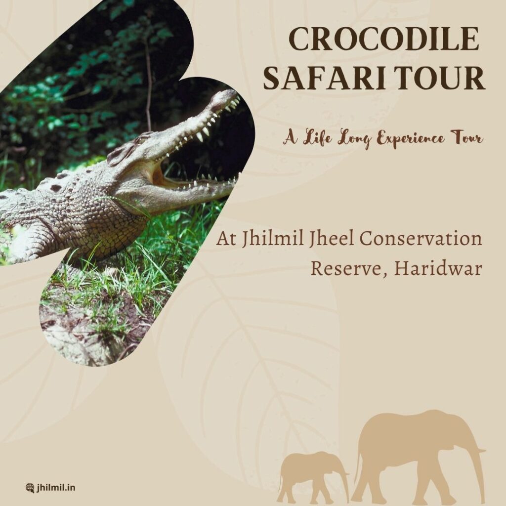 crocodile-safari-tour