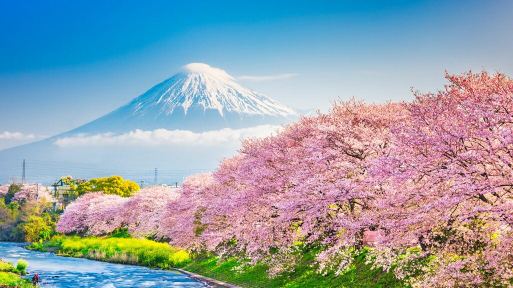 Japan Spring Season