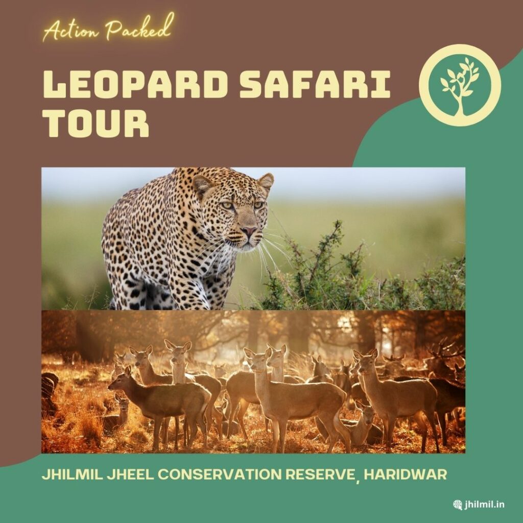 leopard-safari-tour2